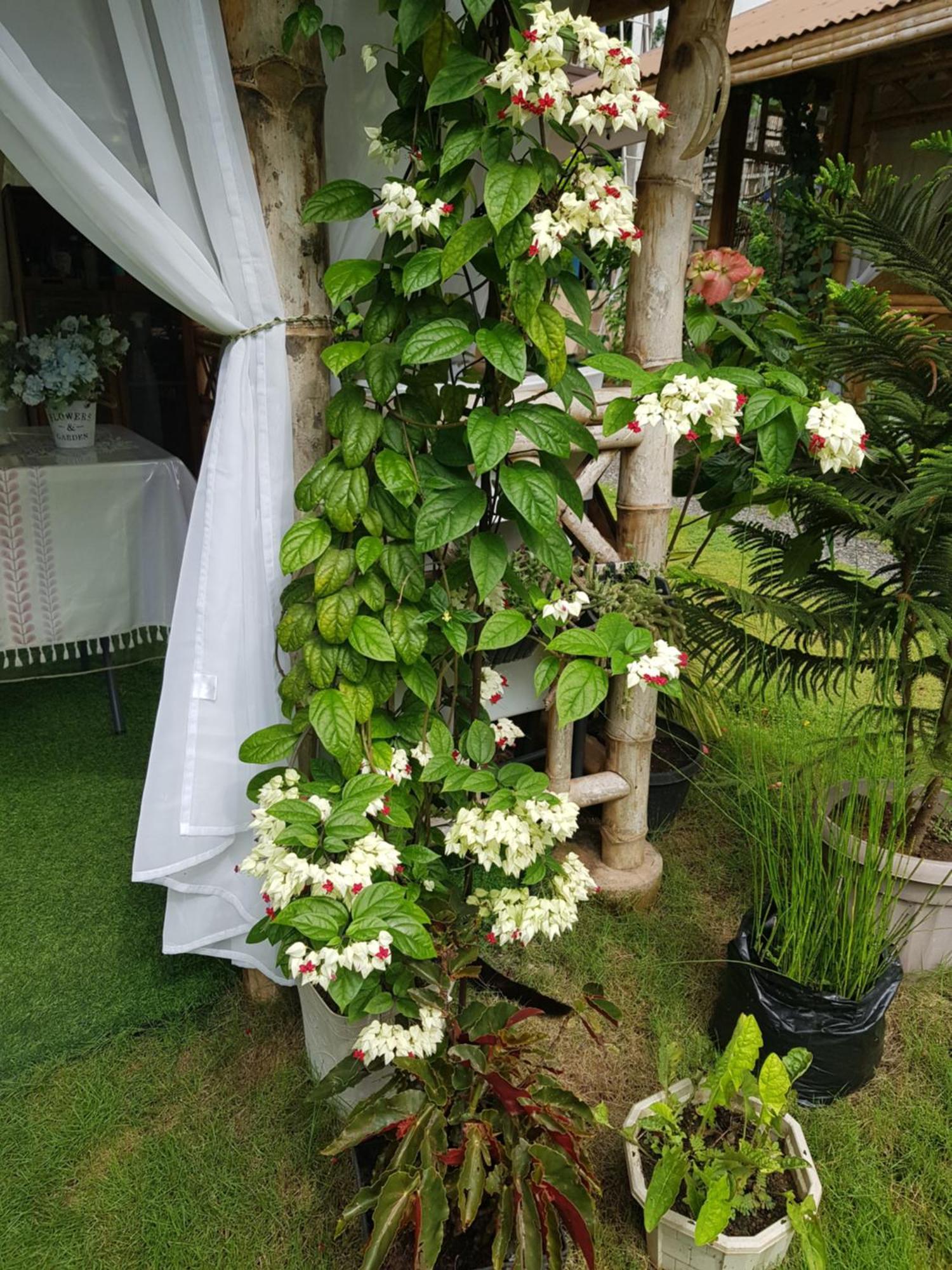Hidden Haven Coron Apartment Екстериор снимка
