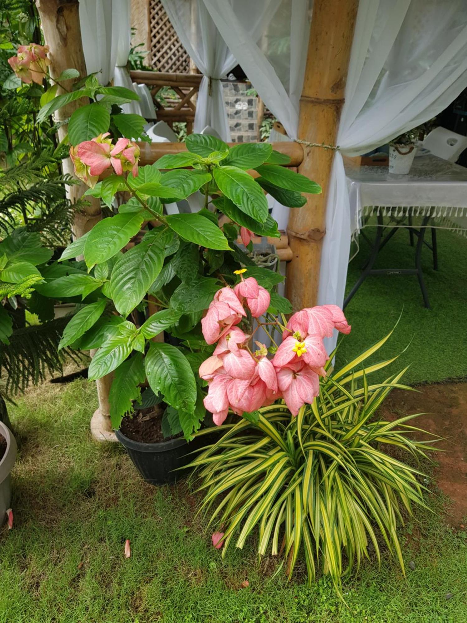Hidden Haven Coron Apartment Екстериор снимка